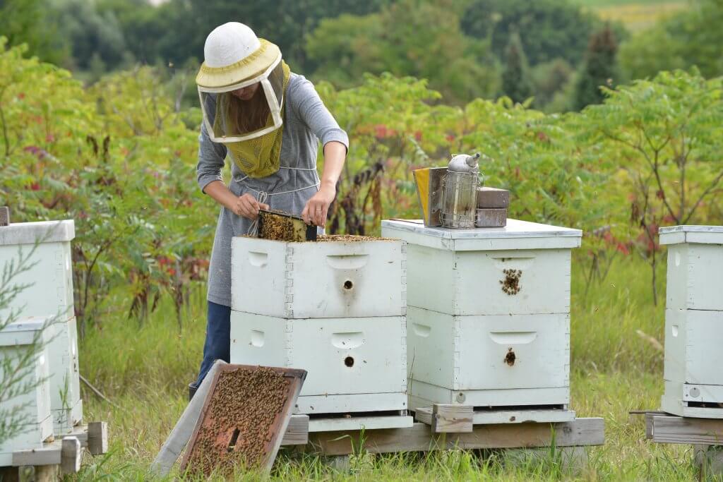 Bees at SMSC Wozupi